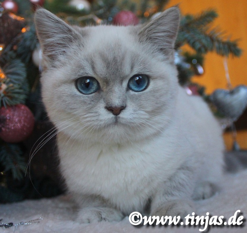 BKH Katzenbaby blue golden tabby point